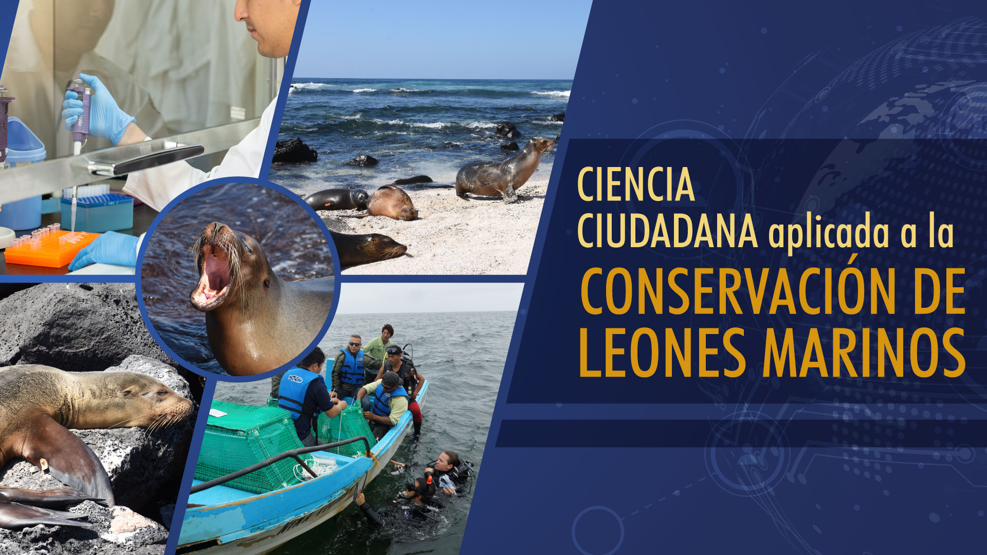 MOOC Ciencia Ciudadana aplicada a la conservación de leones marinos MOOC-02